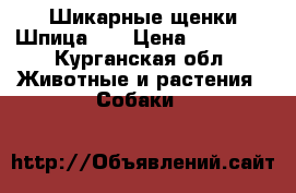 Шикарные щенки Шпица!!! › Цена ­ 25 000 - Курганская обл. Животные и растения » Собаки   